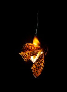 Burning Butterfly 25, 2013 (Lambda print) av Mat Collishaw