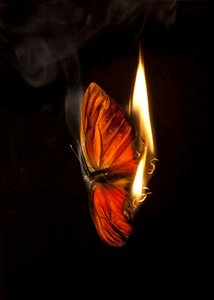 Burning Butterfly 4, 2013 (Lambda-tryck) av Mat Collishaw