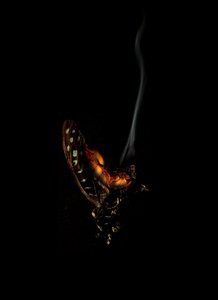 Burning Butterfly 5, 2013 (Lambda print) av Mat Collishaw