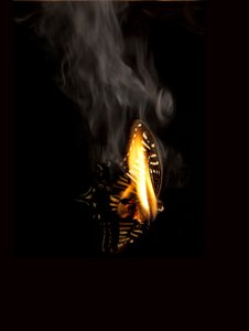 Burning Butterfly 9, 2013 (Lambda-tryck) av Mat Collishaw