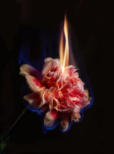 Effigy, 2013 (fotografi av C-typ) av Mat Collishaw