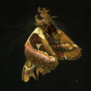 Insecticide 11, 2006 (fotografi av C-typ)
