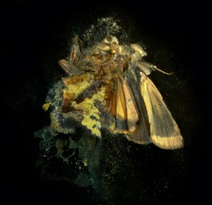 Insecticide 12, 2006 (fotografi av C-typ) av Mat Collishaw