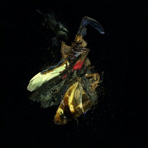 Insekticid 18, 2009 (fotografi av C-typ) av Mat Collishaw