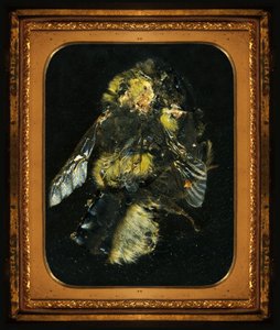 Insekticid 2, 2006 (fotografi av C-typ) av Mat Collishaw