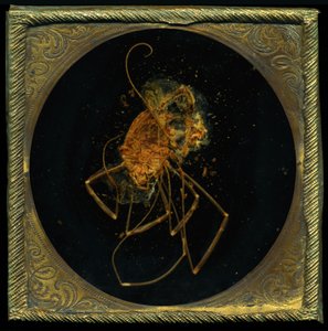 Insecticide 5, 2006 (fotografi av C-typ) av Mat Collishaw