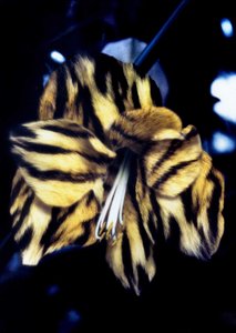 Tigerhudslilja av Mat Collishaw