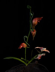 Venal Muse, Lafage, 2012 (harts, emaljfärg, trä, glas, stål) av Mat Collishaw