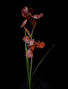 Venal Muse, Viridor, 2012 (harts, emaljfärg, trä, glas, stål) av Mat Collishaw