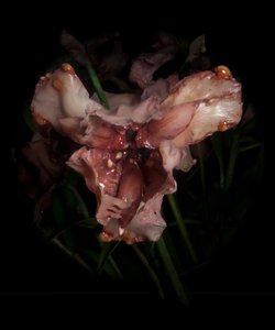 Venal Muse, Viridor, 2012 (harts, emaljfärg, trä, glas, stål) av Mat Collishaw