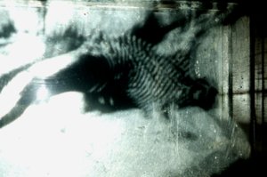 Wormery, 2009 (Trä, glas, stål, projektor och spelare) av Mat Collishaw