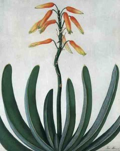 Aloe Striata (akvarell och gouache över penna på veläng)