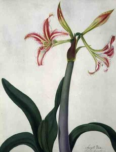 Amaryllis Vitata (akvarell och gouache över penna på veläng)