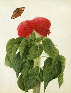 Celosia Argentea Cristata och fjäril (wc och gouache över penna på veläng)