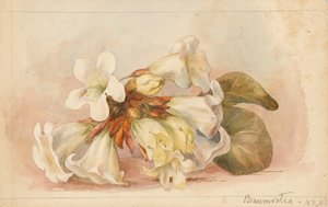 "Beaumontia", ca 1880 (akvarell) av Matilda Rose Herschel