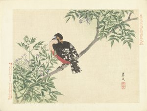 Svart-röd fågel Blom- och fågelskisser från Keibun- del ett (serietitel) Keibun kacho gafu zen penna (serietitel på objekt) av Matsumura Keibun