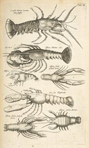 Tab II, Hummer, Illustration från "Fyrfotingarnas naturhistoria" av Mattaus the Younger Merian