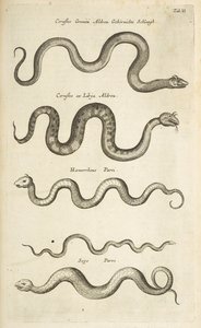 Tab II, ormar, illustration från "Fyrfotingars naturhistoria" av Mattaus the Younger Merian