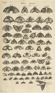 Flik. IV, Fjärilar och malar, Illustration från "Fyrfotingars naturhistoria" av Mattaus the Younger Merian