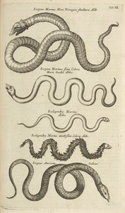 Tab IX, Sea Snakes, Illustration från "Natural history of quadrupeds"