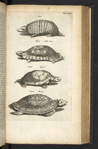 Tab 80, Sköldpaddor, Illustration från "Fyrfotingars naturhistoria" av Mattaus the Younger Merian