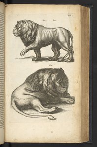 Tab L, Lions, illustration från "Natural history of quadrupeds" av Mattaus the Younger Merian