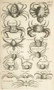 Tab VI, Krabbor, Illustration från av Mattaus the Younger Merian