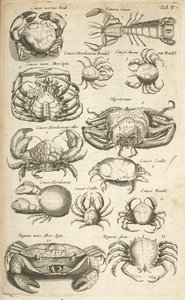 Tab V, Crabs, Illustration från "Natural History of Quadrupeds" av Mattaus the Younger Merian