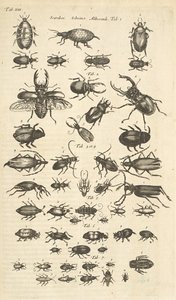 Tab XIII, skalbaggar, illustration från "Fyrfotingars naturhistoria" av Mattaus the Younger Merian
