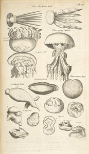 Tab XIX, maneter, sjögurka och annat marint liv, illustration från "Fyrfotingars naturhistoria" av Mattaus the Younger Merian