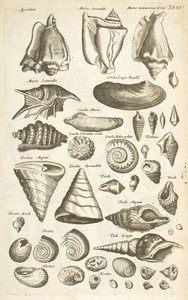 Tab XI, Olika skal, Illustration från "Fyrfotingarnas naturhistoria"