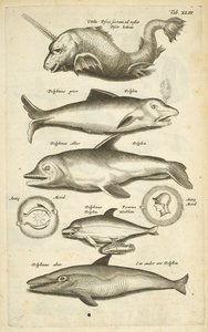 Tab 43, Delfiner, Illustration från "Fyrfotingarnas naturhistoria" av Mattaus the Younger Merian