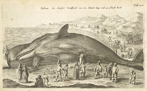 Tab XLII, Whale, Illustration från 