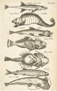 Tab 47, Fiskarter, Illustration från "Fyrfotingars naturhistoria" av Mattaus the Younger Merian
