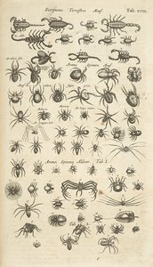 Tab XVIII, terrestriska skorpioner och spindeldjur, illustration från 