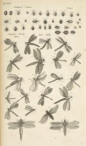 Tab XVII, Trollsländor, Illustration från "Fyrfotingars naturhistoria" av Mattaus the Younger Merian