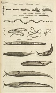 Tab XXIV, sniglar och maskar, illustration från "Fyrfotingarnas naturhistoria"