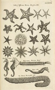 Tab XXVIII, Sjöstjärnor och sjöhästar, Illustration från