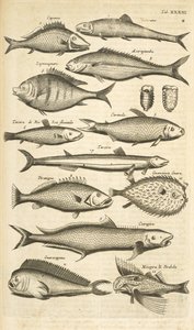 Flik. 33, Taggig fisk, Illustration från "Fyrfotingars naturhistoria" av Mattaus the Younger Merian