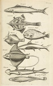 Tab XXXIX, Fiskarter, Illustration från "Fyrfotingars naturhistoria" av Mattaus the Younger Merian