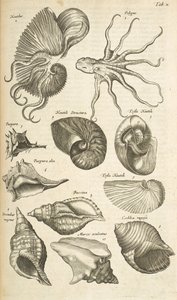 Tab X, bläckfisk- och Nautilus-skal, Illustration från 