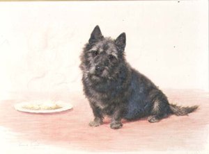 Suppertime - en skotsk terrier som sitter vid en tallrik