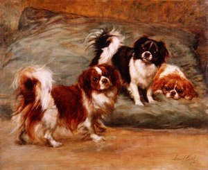 Tre King Charles Spaniels på en kudde