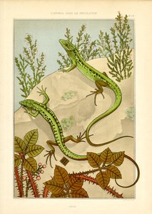 Naturalistiskt ödlemotiv i jugendstil (litografi) av Maurice Pillard Verneuil