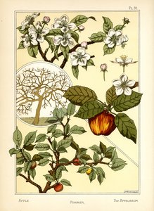 Äppelträdet (färg litho) av Maurice Pillard Verneuil