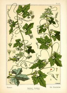 The Bryony (färg litho) av Maurice Pillard Verneuil