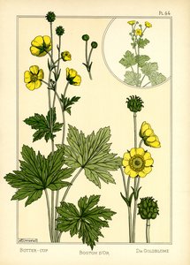 Smörblomman (färg litho) av Maurice Pillard Verneuil