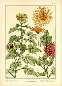 Krysantemum (färg litho)
