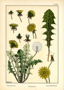 Maskrosen (färg litho)