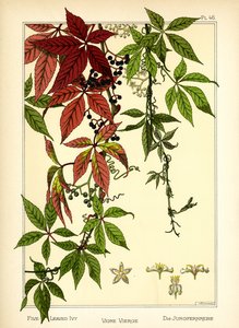 Fembladig murgröna (färg litho)